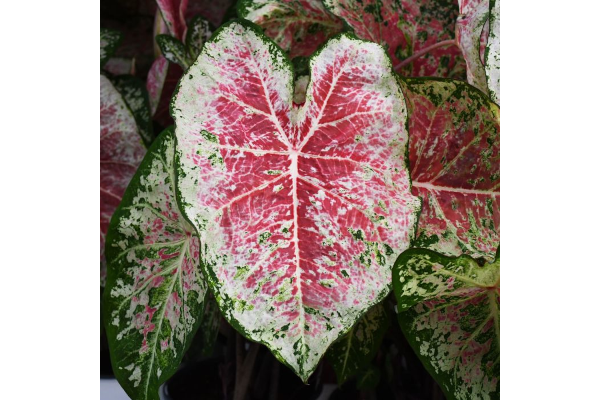 6.5T/3CALADIUM PINK CLOUD