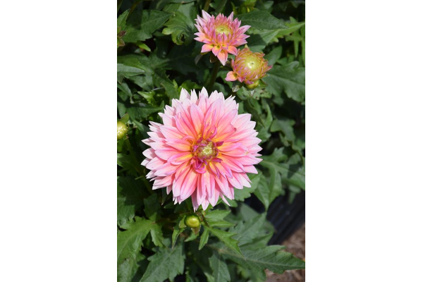 6.5T/3DAHLIA VENTI PASSION FRUIT