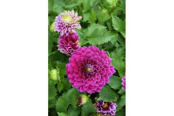 6.5T/3DAHLIA VENTI ROYAL PURPLE