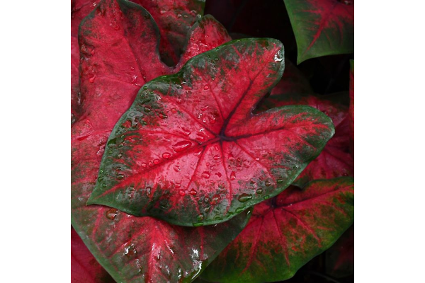 6.5T/3CALADIUM POSTMAN JOYNER