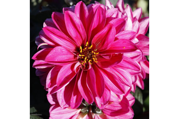 6.5T/3DAHLIA CITY LIGHTS NEON