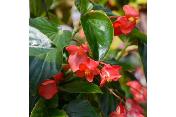 304T/12BEGONIA DRAGONWING RED
