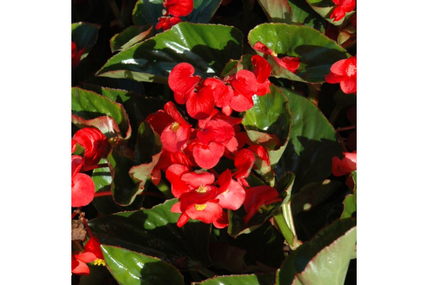 304T/12BEGONIA BIG GL RED