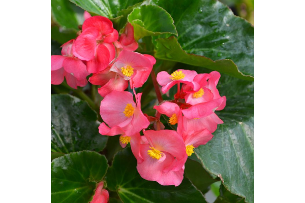 304T/12BEGONIA BIG GL ROSE