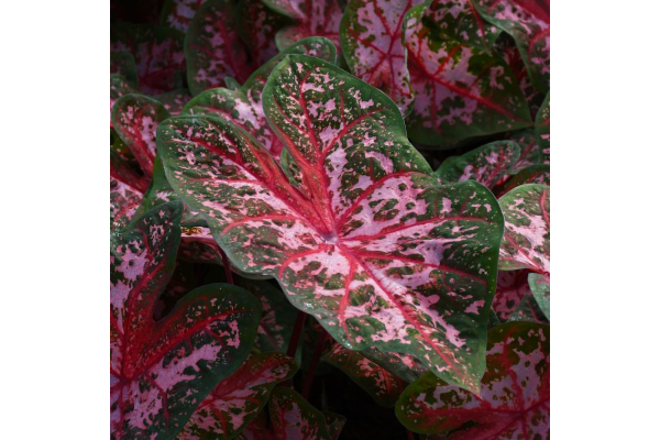 6.5T/3CALADIUM CAROLYN WHORTON