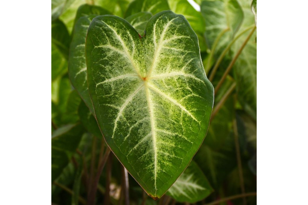 6.5T/3CALADIUM AARON (WHITE)