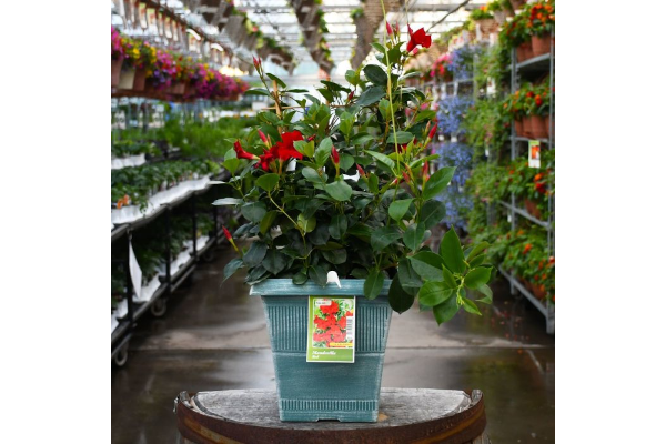 TUB10"MANDEVILLA RED