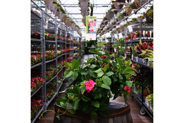 HB12"MANDEVILLA CORAL PINK