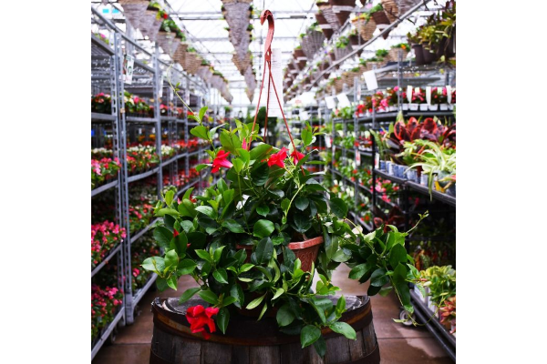 HB12"MANDEVILLA PINK