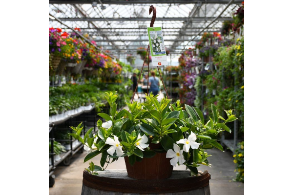 HB12"MANDEVILLA WHITE