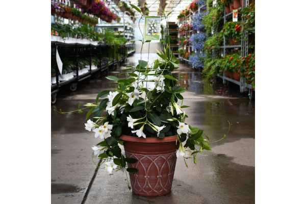 TUB12"MANDEVILLA WHITE