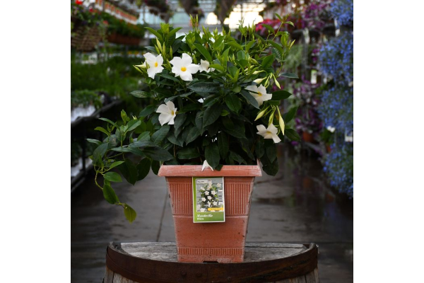 TUB10"MANDEVILLA WHITE
