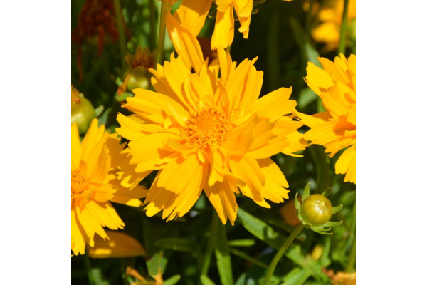 4.75T/10COREOPSIS SOLANNA SUNSET
