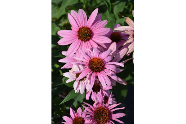 4.75T/10ECHINACEA POWOW WILD BRY