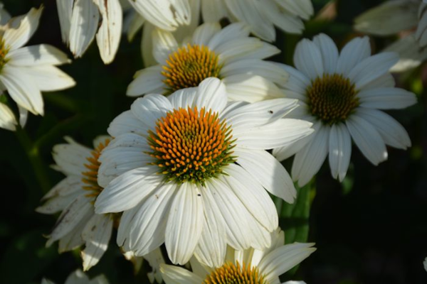 4.75T/10ECHINACEA POWWOW WHITE