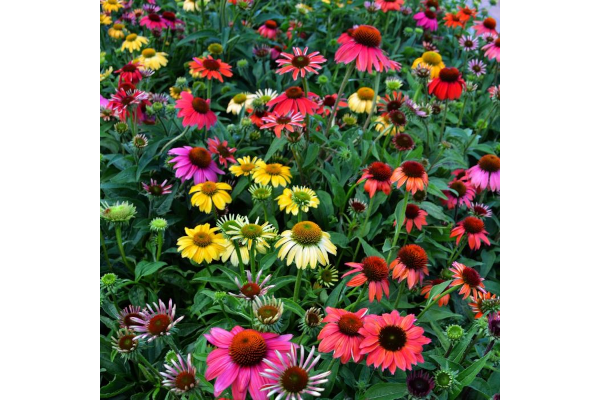 4.75T/10ECHINACEA CHEYENN SPIRIT