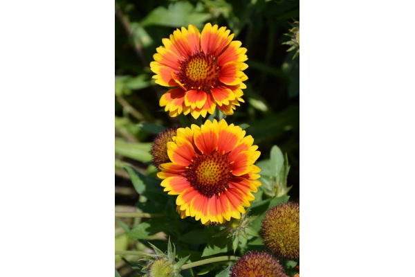 4.75T/10GAILLARDIA GUSTO SWTCHLI