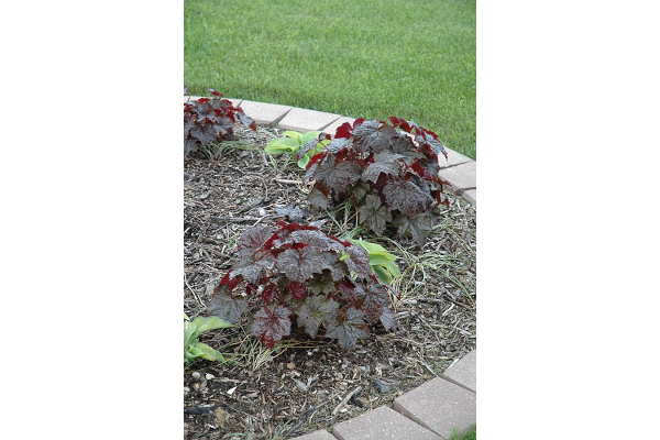 4.75T/10HEUCHERA PALCE PURPLE