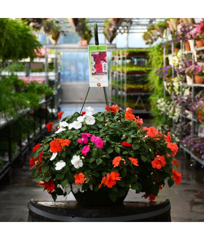 HB12"IMPATIENS MIX
