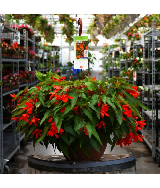 HB12.8"BEGONIA WATERFALL ORANGE
