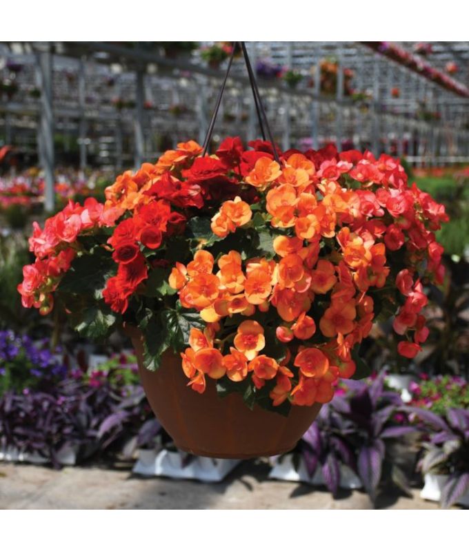 HB12.8"BEGONIA RIEGER MIX