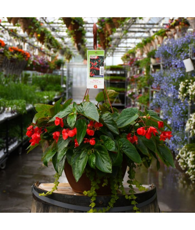 HB13"BEGONIA DRAGONWING RED