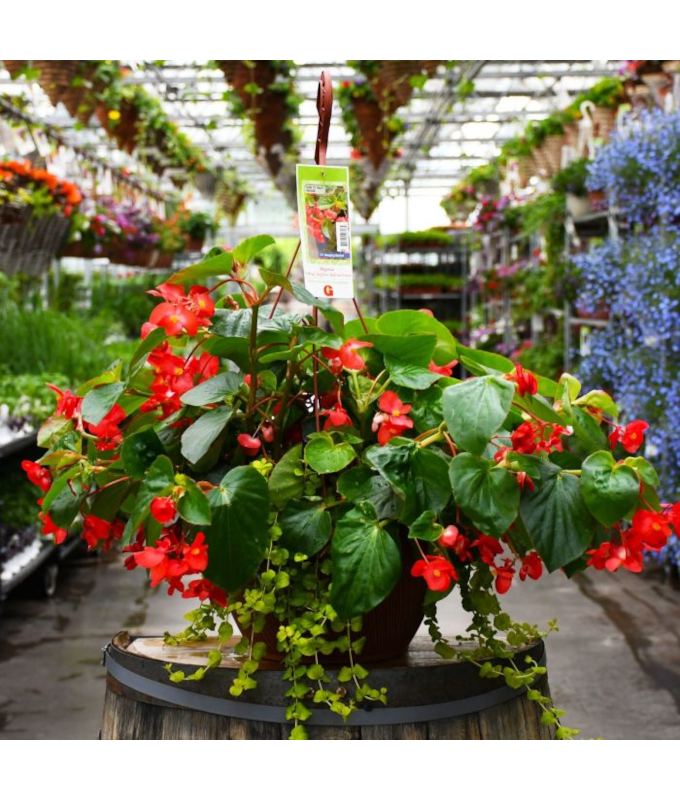 HB13"BEGONIA VIKING EXPL GL RED