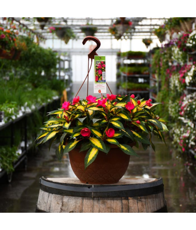 HB12.8"IMP SUNPAT TROPICAL ROSE