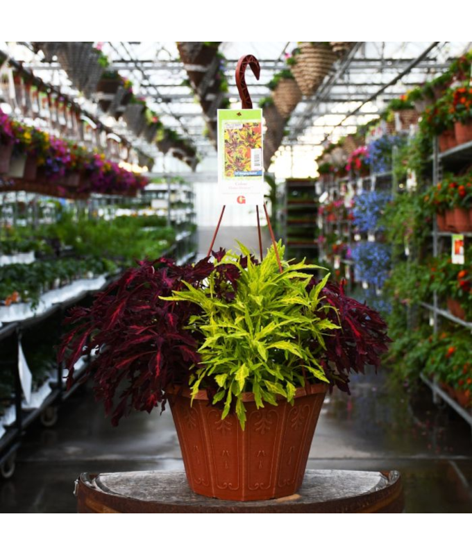 HB12"COLEUS FLAMETHROWER MIX