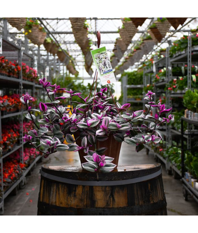 HB12"TRADESCANTIA NANOUK