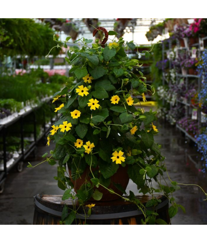 HB12"THUNBERGIA YELLOW LEMONSTAR