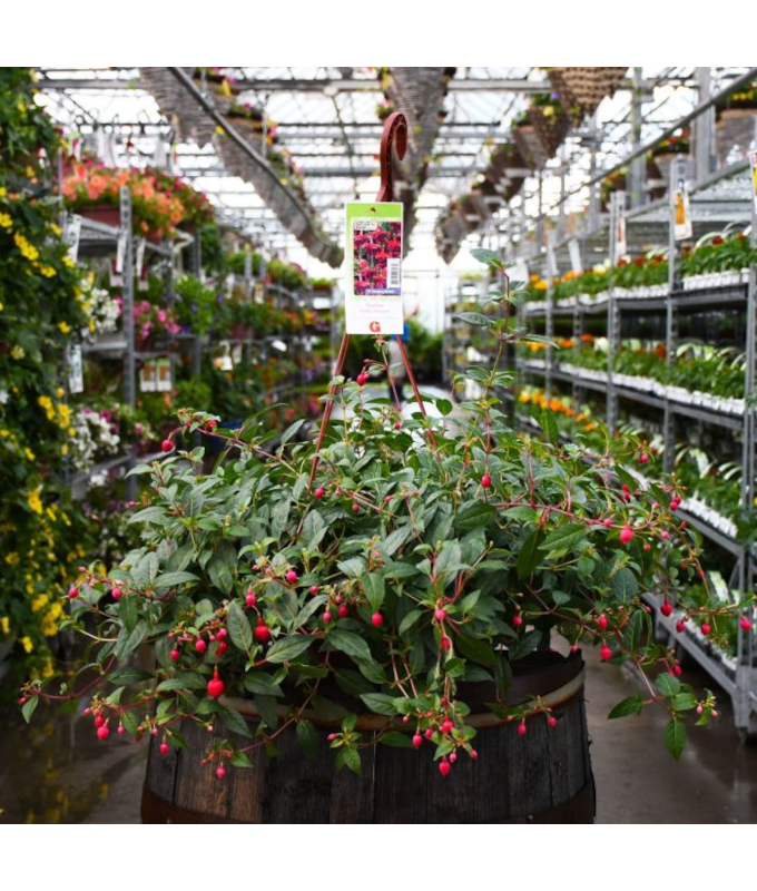 HB12"FUCHSIA DOLLAR PRINCESS