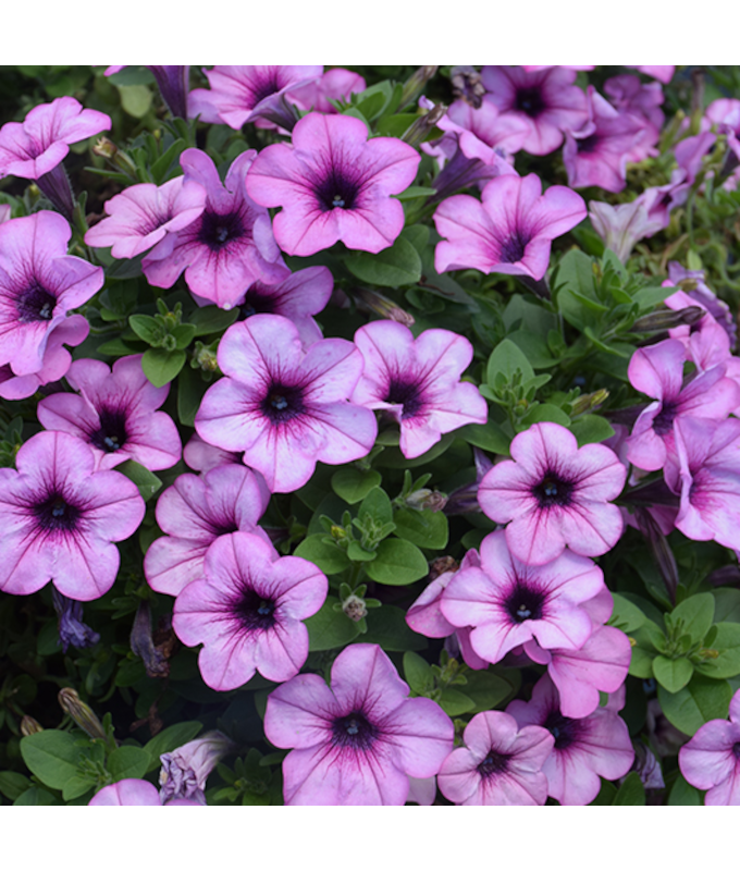 HB12"PETUNIA HEADLINER CRYSTL PK