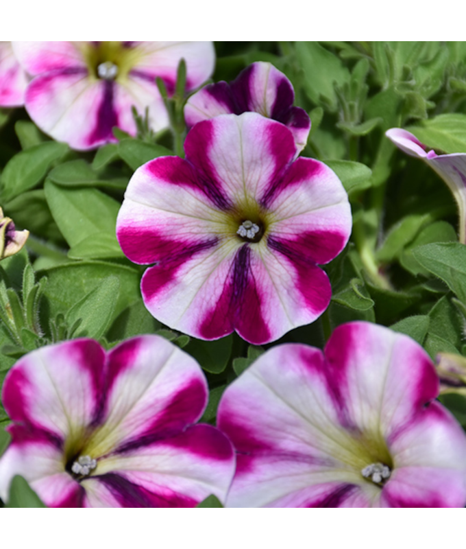 Z-HB12"PETUNIA HEADLNR RASP SWRL