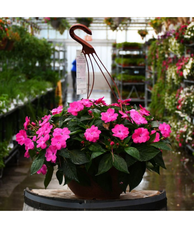 HB12.8"IMP SUNPAT PINK FLASH