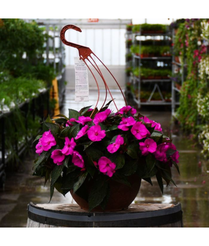 HB12.8"IMP SUNPAT PURPLE