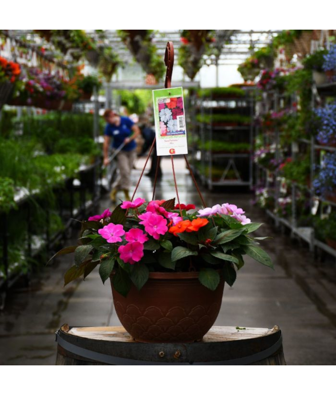 HB12.8"IMP SUNPAT MIX