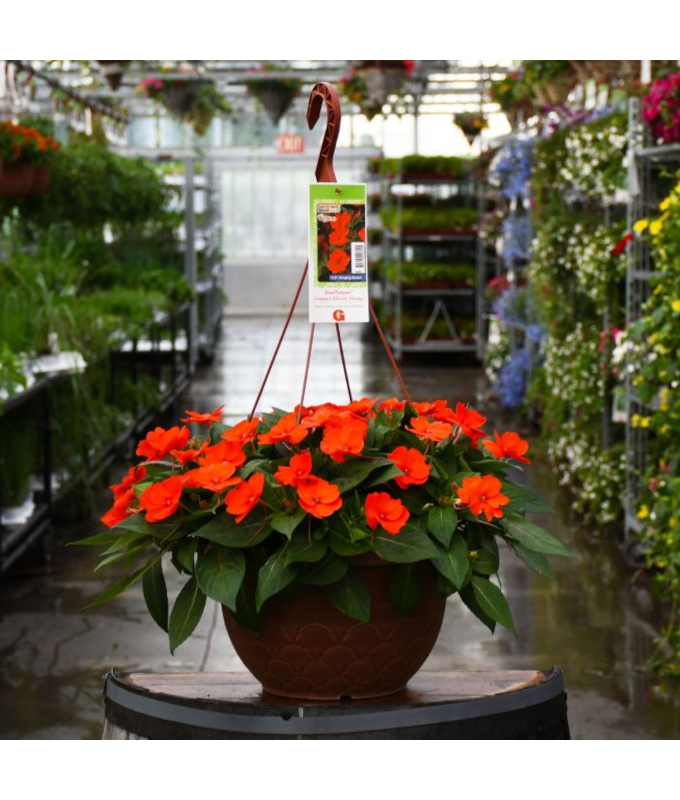 HB12.8"IMP SUNPAT ELECTRIC ORANG