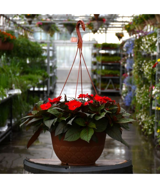 HB12.8"IMP SUNPAT DEEP RED