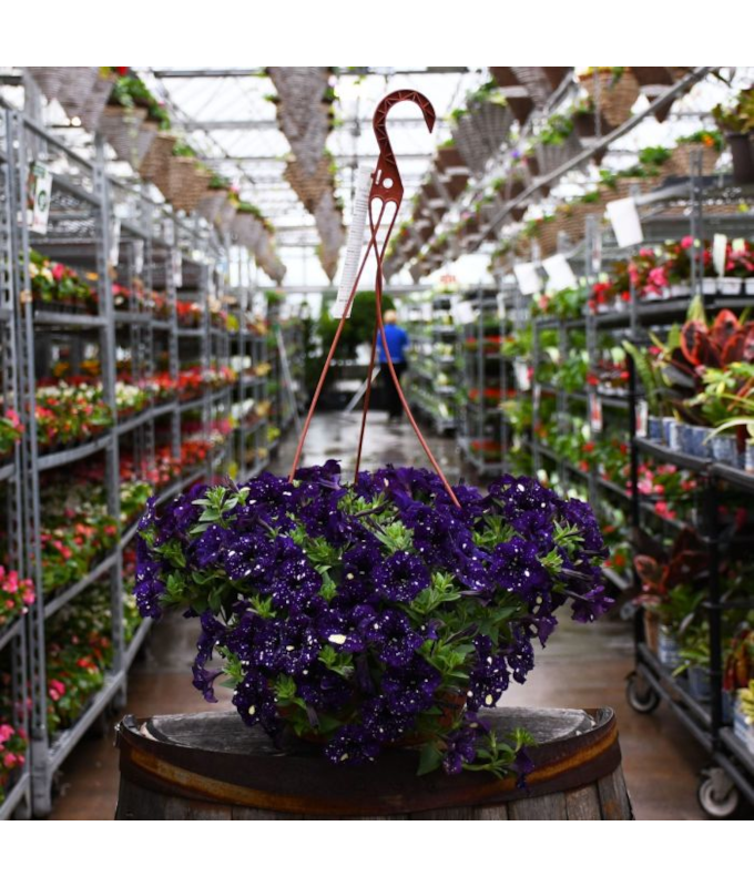 HB12"PETUNIA HEADLINER VLT SKY