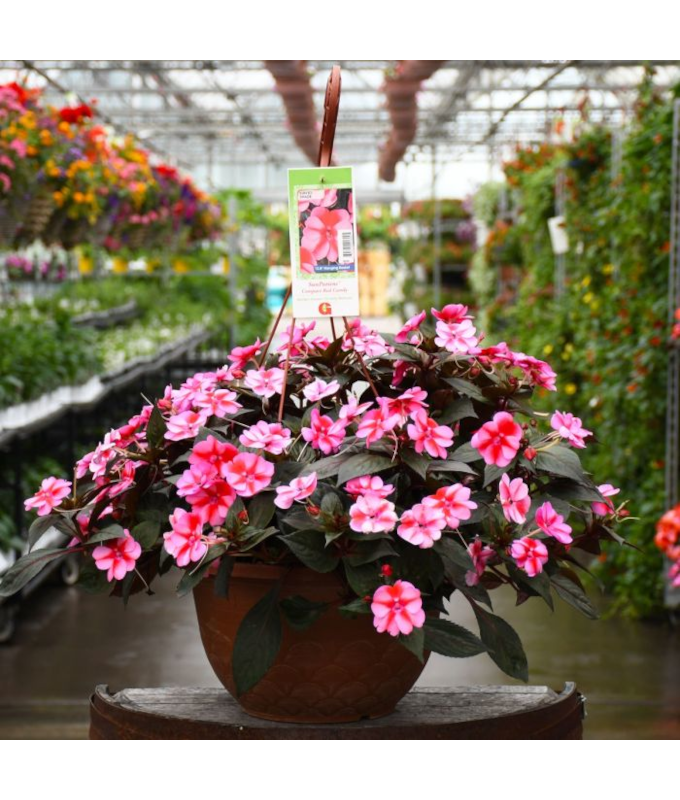 HB12.8"IMP SUNPAT RED CANDY