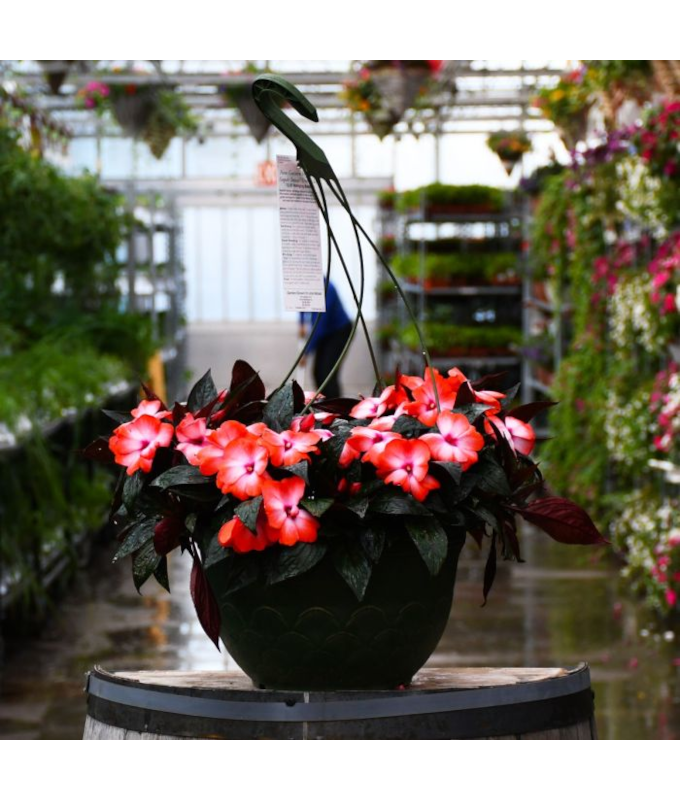 HB12.8"IMP NEWGUIN ORNG ICE