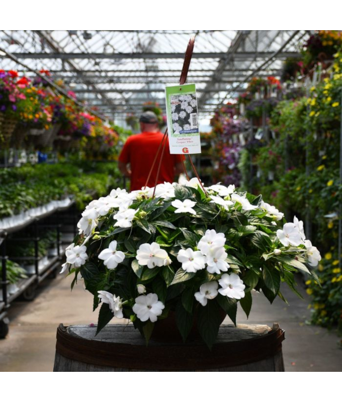 HB12.8"IMP SUNPAT WHITE