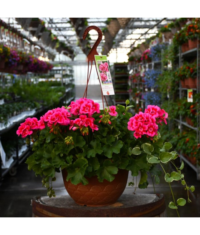 HB12.8"GERAN CALLIOPE ROSE SPLSH