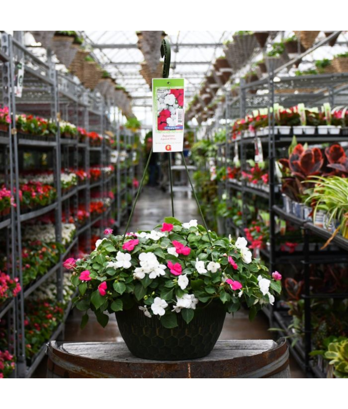 Z-HB12"IMPATIENS LIPSTICK HOTPNK