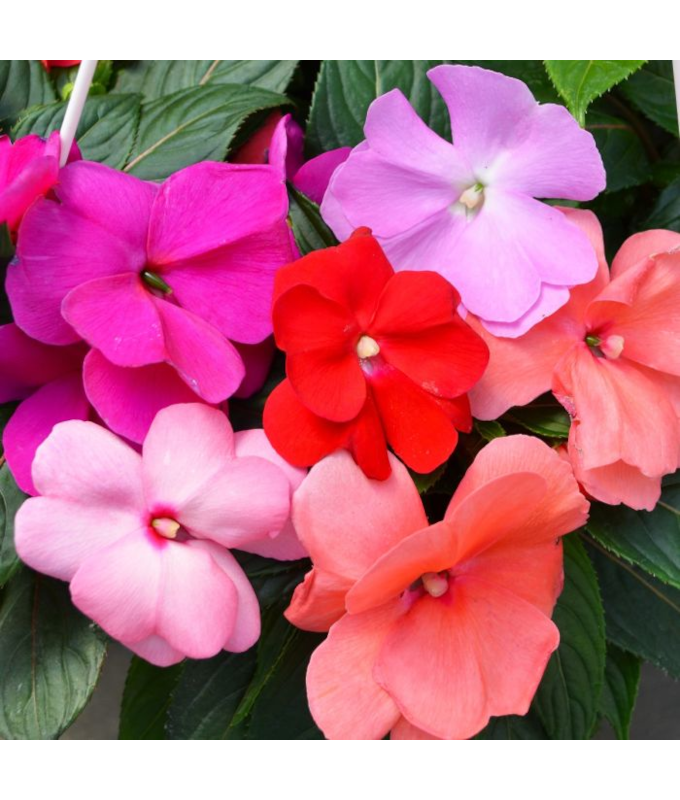 Z-HB12.8"IMP SUNPAT CANDY MIX