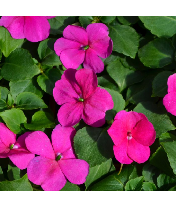 Z-HB12"IMPATIENS VIOLET