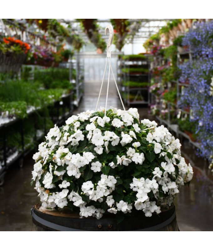 HB12"IMPATIENS WHITE