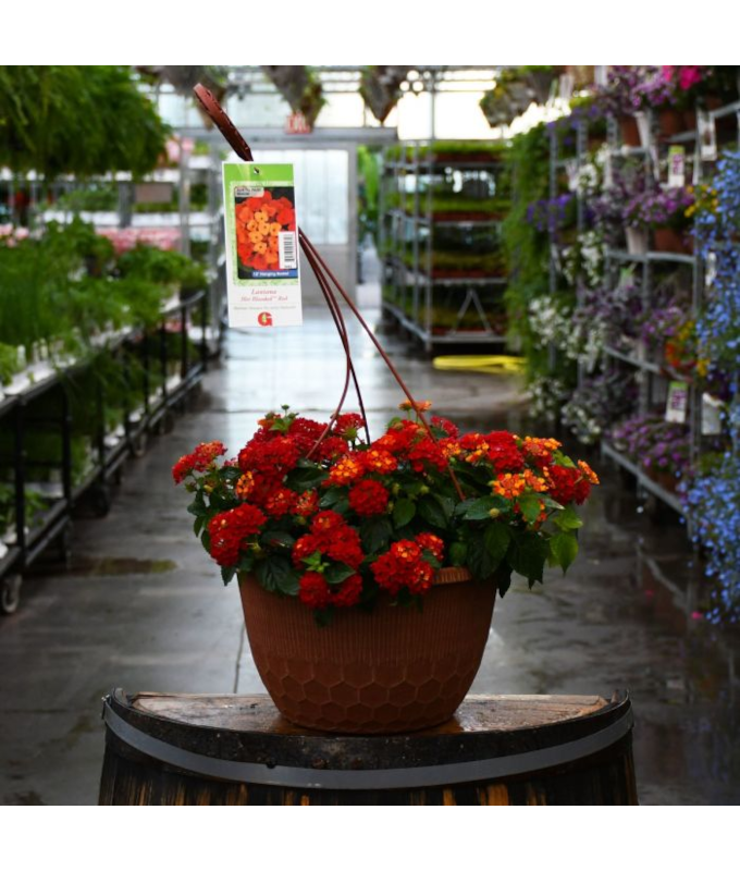 HB12"LANTANA HOT BLOODED