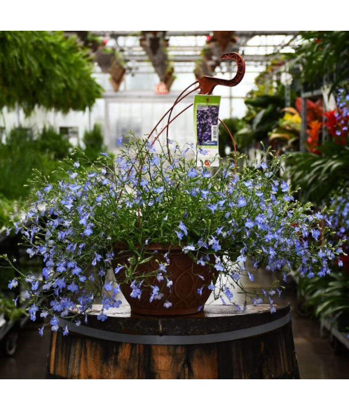 HB12"LOBELIA BLUE